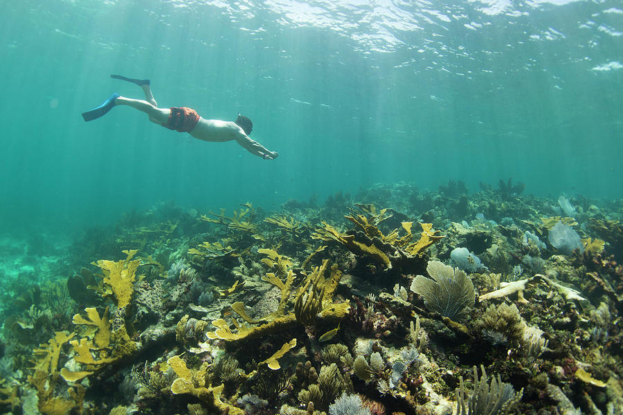 Snorkeling In Puerto Morelos, Quintana Photograph by Marcos Ferro ...