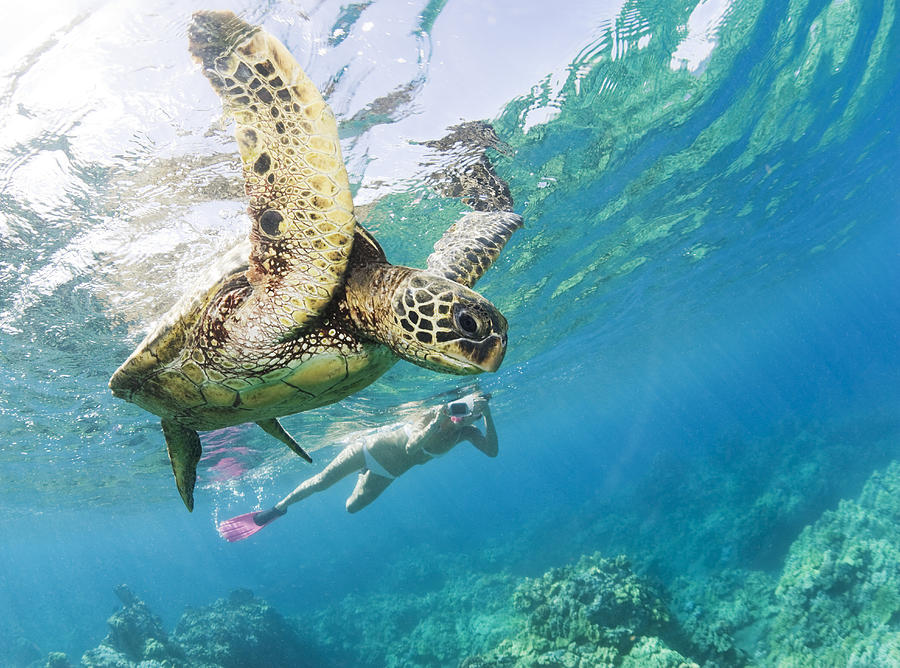 Snorkeling with Turtle Photograph by M Swiet Productions