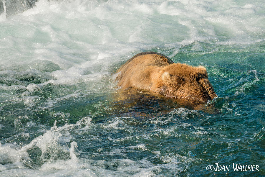 Snorkeling Grizzly Photograph by Joan Wallner