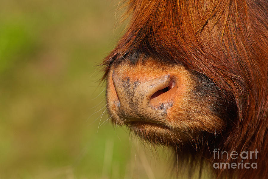 Snout of a red Highland Photograph by Nick  Biemans
