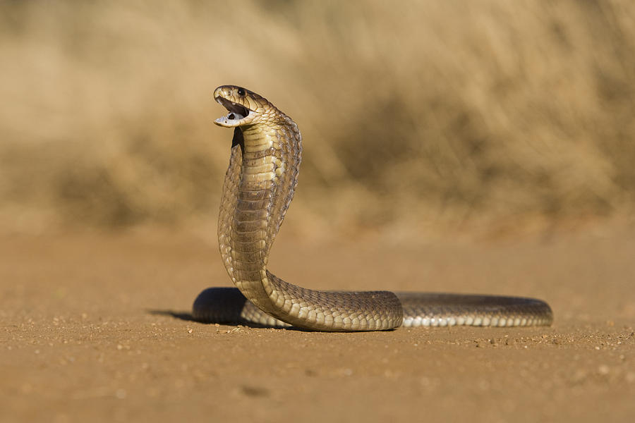 Snouted cobra Photograph by Designbase