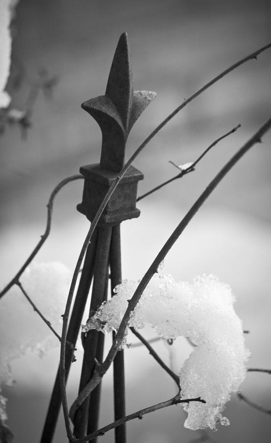 Winter Photograph - Snow Accent by Teresa Mucha