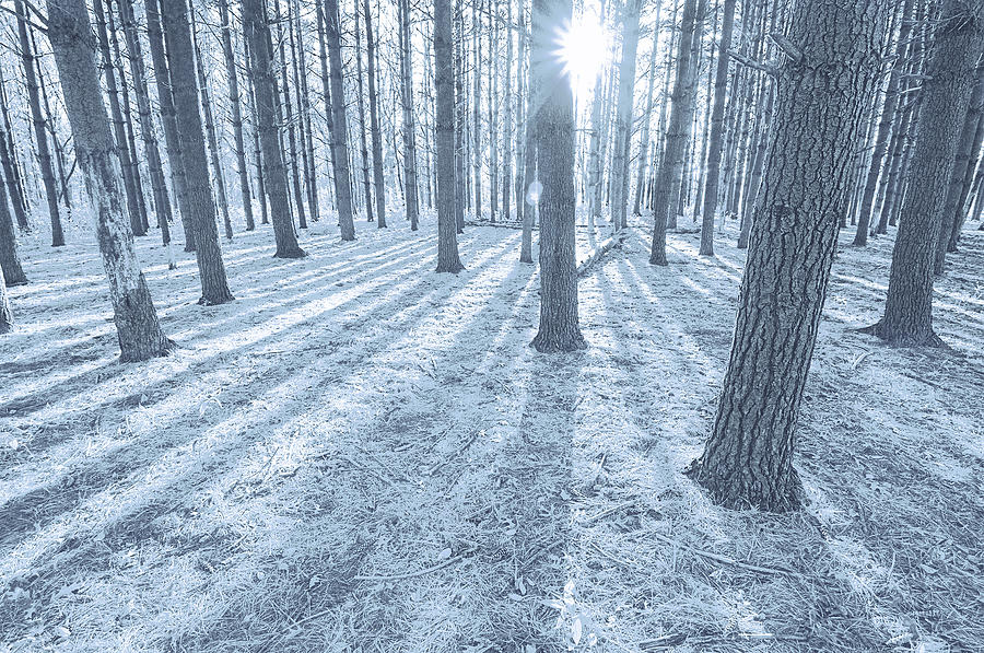 Snow Amongst the Pines Photograph by John Hansen