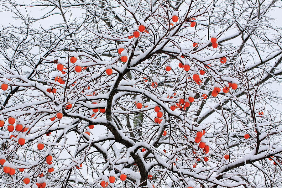 Winter Photograph - Snow And A Persimmon Tree by Koichi Watanabe