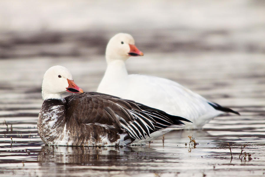 Snow And Blue Geese Photograph by Craig K. Lorenz