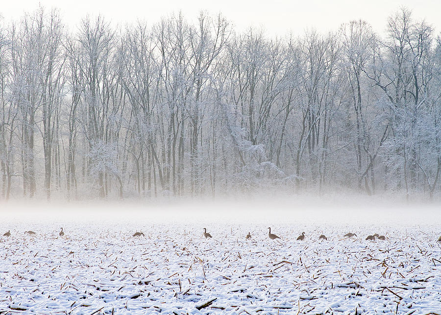 Snow and Fog Photograph by Tim Fitzwater