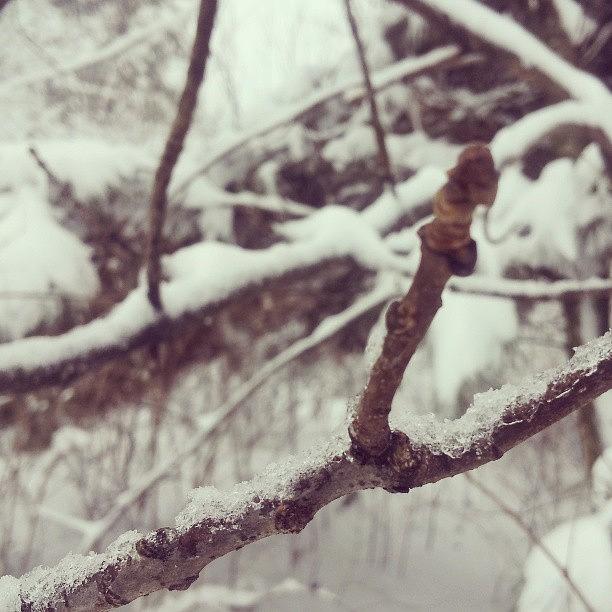 Winter Photograph - Snow And Ice Covered Branches by Susana Ochoa-Sobieszek