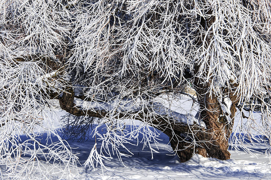 Snow and Ice covered Tree Photograph by Randall Nyhof