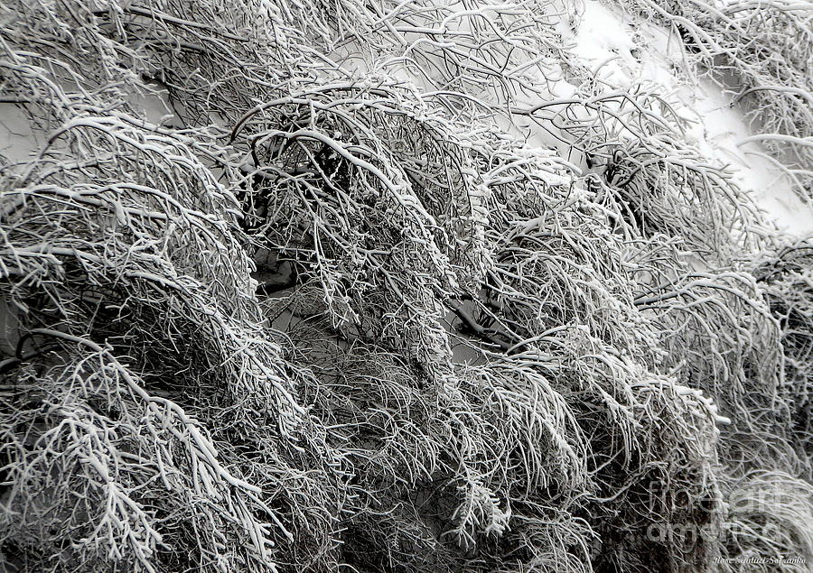 Winter Photograph - Snow and Ice covered trees at the base of Niagara Falls by Rose Santuci-Sofranko