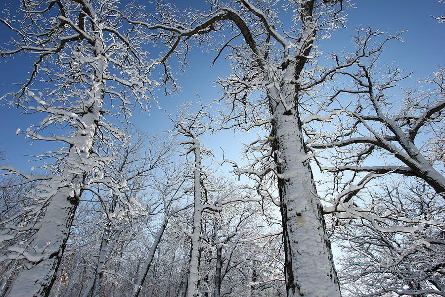 Snow And Ice Covered Trees Photograph
