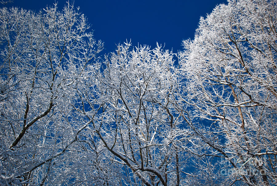 Winter Photograph - Snow and Ice Covered Trees by Jt PhotoDesign