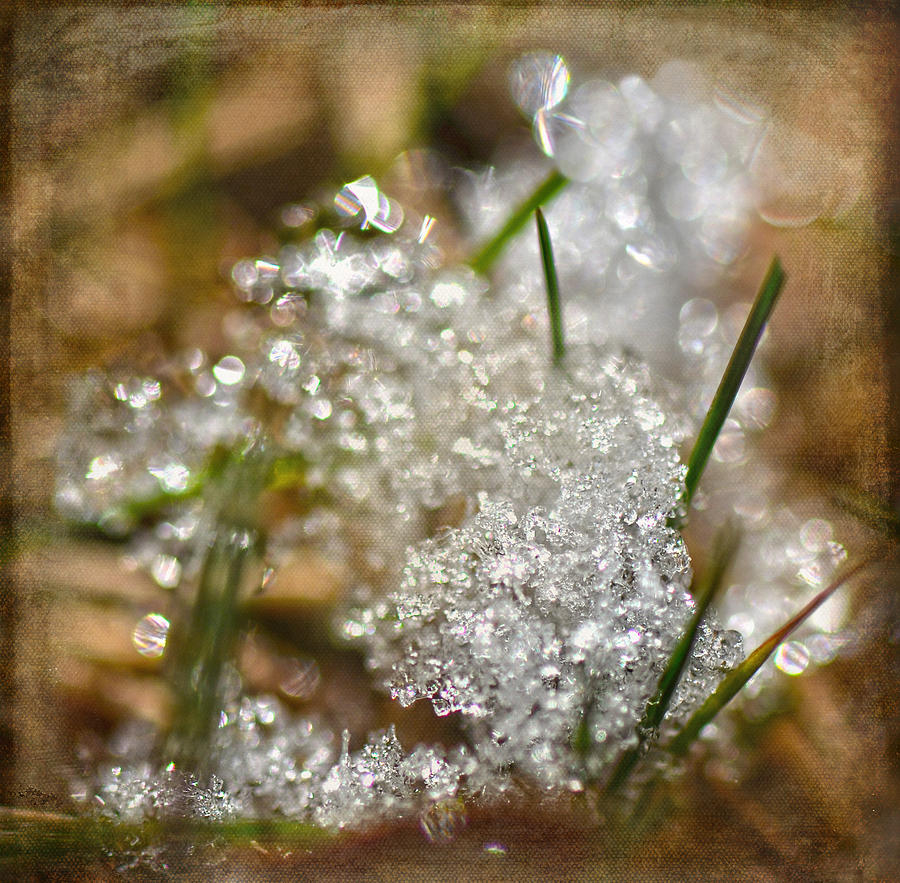 Snow And Ice Macro Photograph by Sandi OReilly