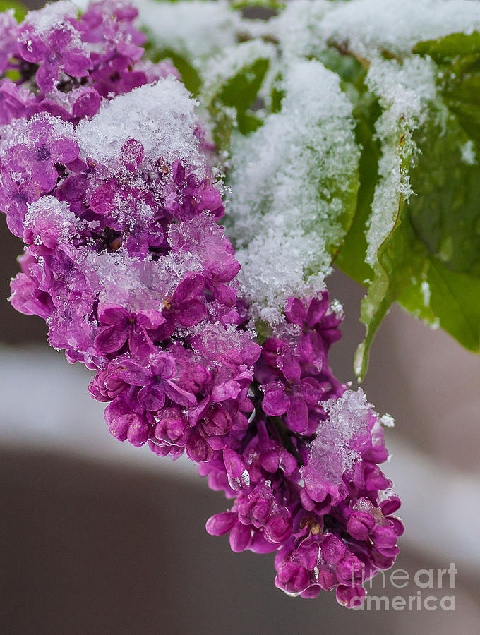 Snow and Lilacs Photograph by Steven Reed