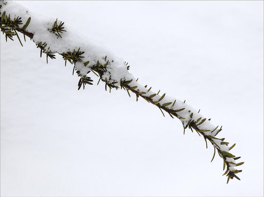 Snow And Pine Branch Photograph