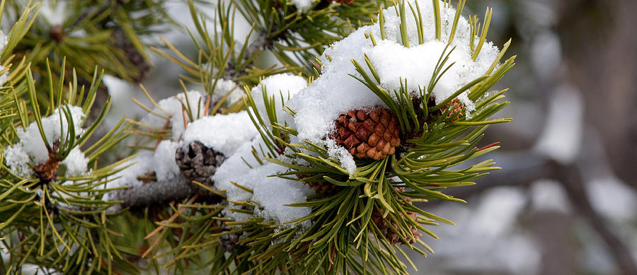 Snow and Pinecone Photograph by Shari Sommerfeld