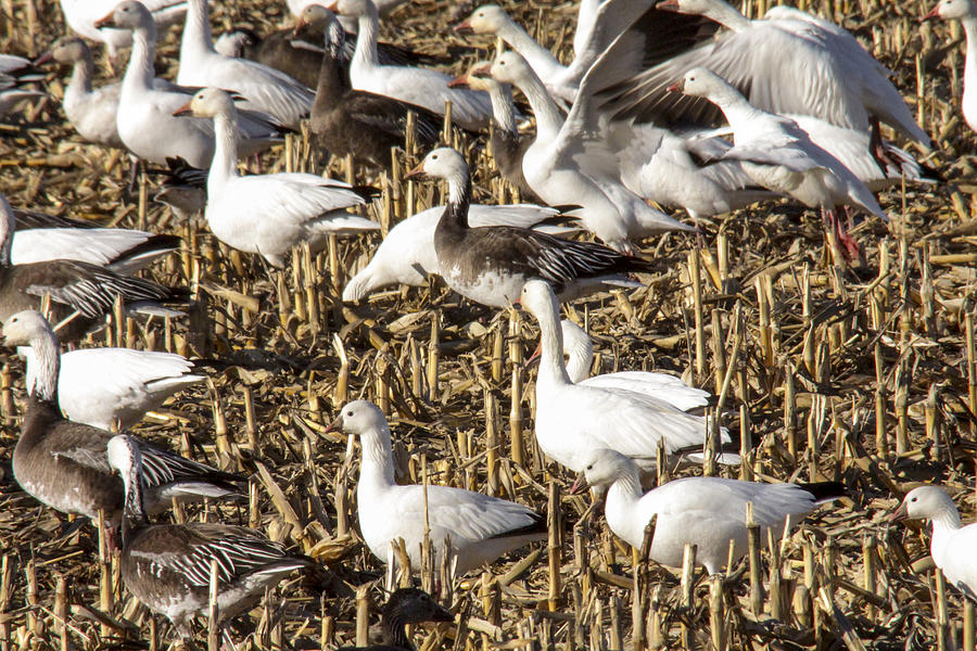 Snow Geese Photograph - Snow and Rosss Geese by Jill Bell Snow Geese Photograph - Snow and Rosss Geese by Jill Bell