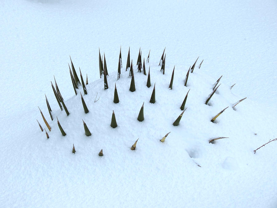 Snow And Spines Photograph