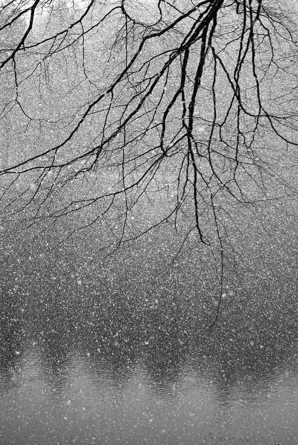 Snow and tree Photograph by Pete Hemington