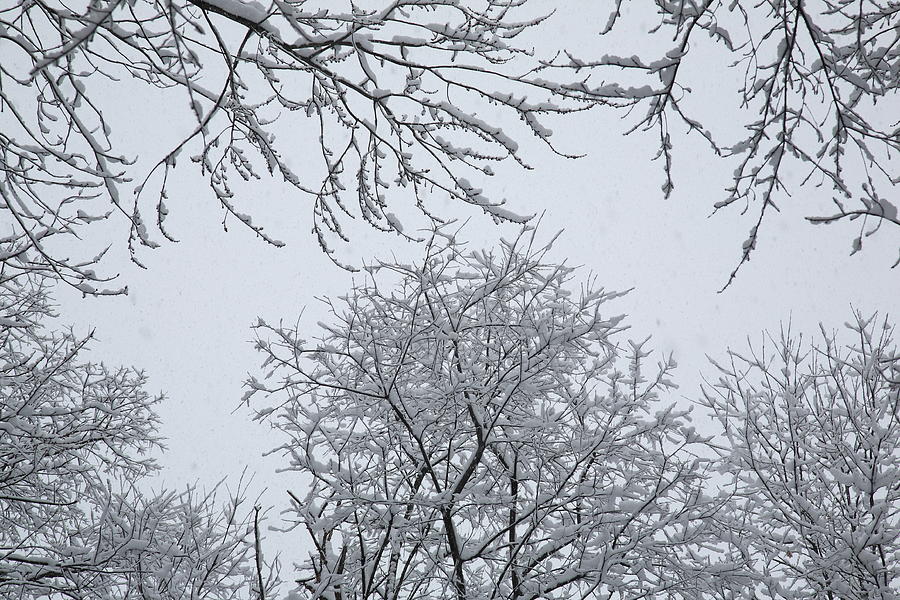 Snow and Trees Photograph by Frank Romeo