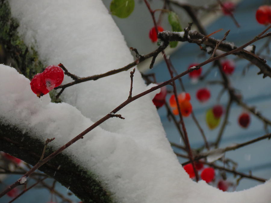 Snow Apples Photograph by Alex Call Snow Apples Photograph by Alex Call