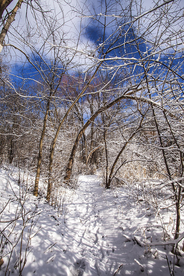 Snow Arches Photograph by CJ Schmit