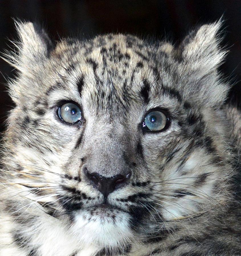 Snow Leopard Photograph - Snow Baby  by Rosanna Maria