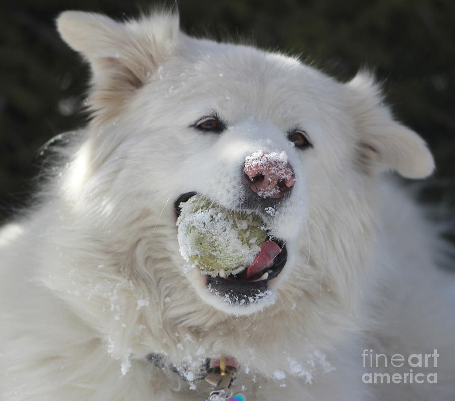 Snow Ball Photograph by Fiona Kennard
