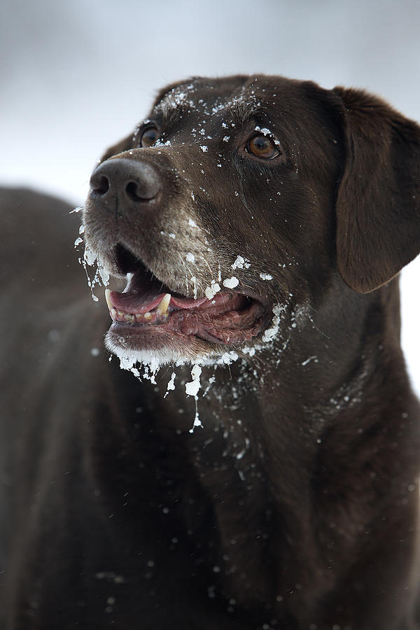 Snow Beard Photograph By Gerald Marella - Fine Art America