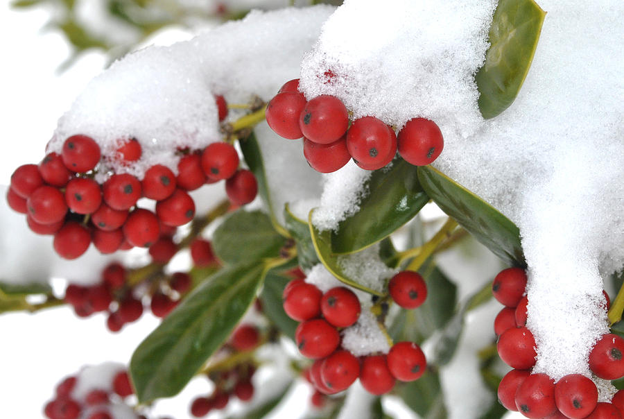 Snow Berries Photograph by George Taylor