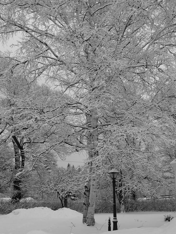 Birch Tree Photograph - Snow Birch by Rosebud McGreevy