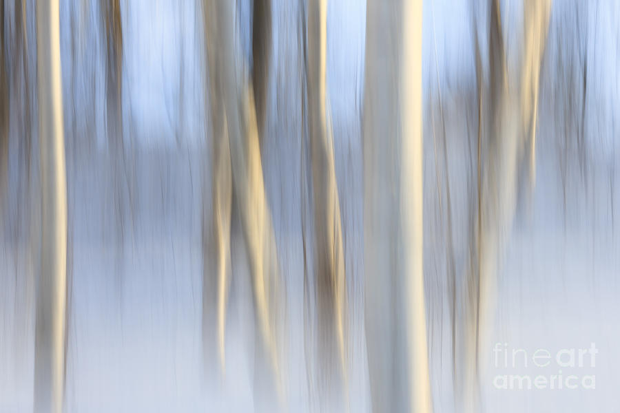 Nature Photograph - Snow Birches by Katherine Gendreau
