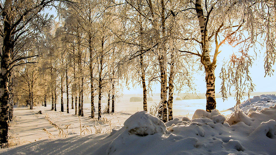 Winter Photograph - Snow birches  by Zina Stromberg