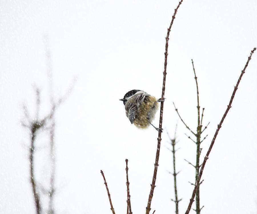 Snow Bird 2 Photograph by Rebecca Cozart