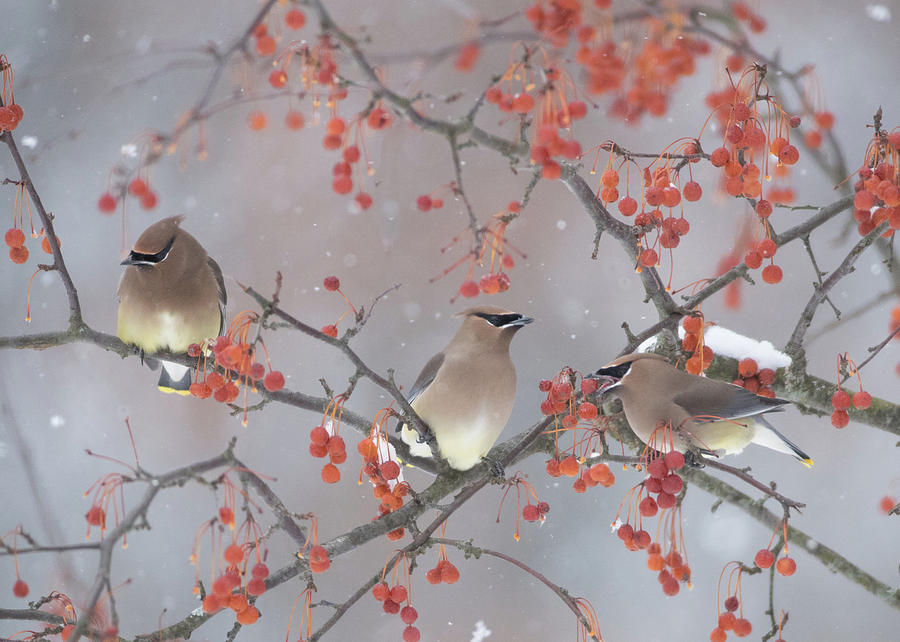 Winter Photograph - Snow, Bird And Tree by Ben Li