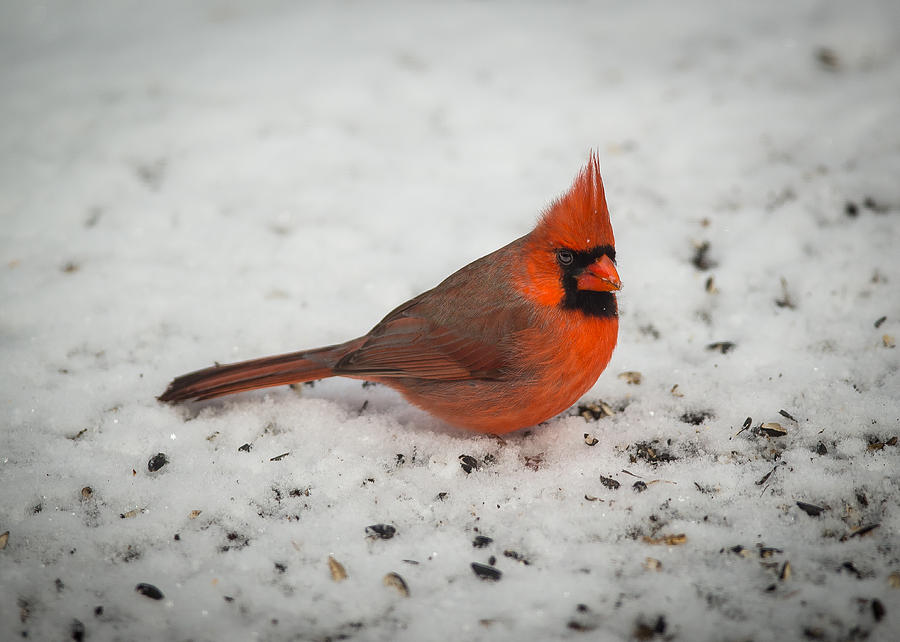 Snow Bird Photograph by David Downs