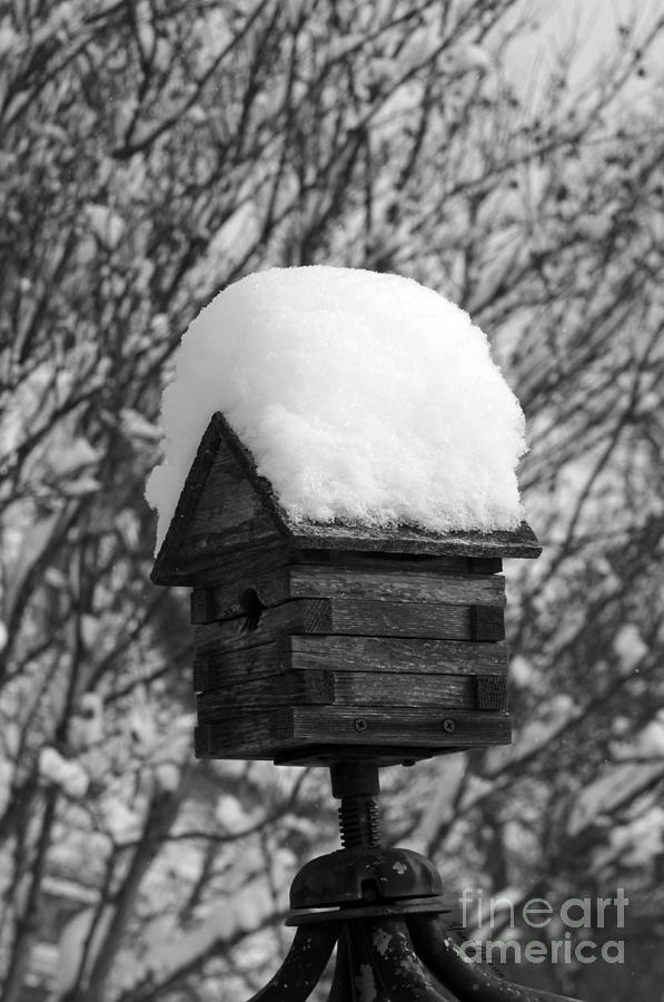 Snow Bird house Photograph by Yumi Johnson