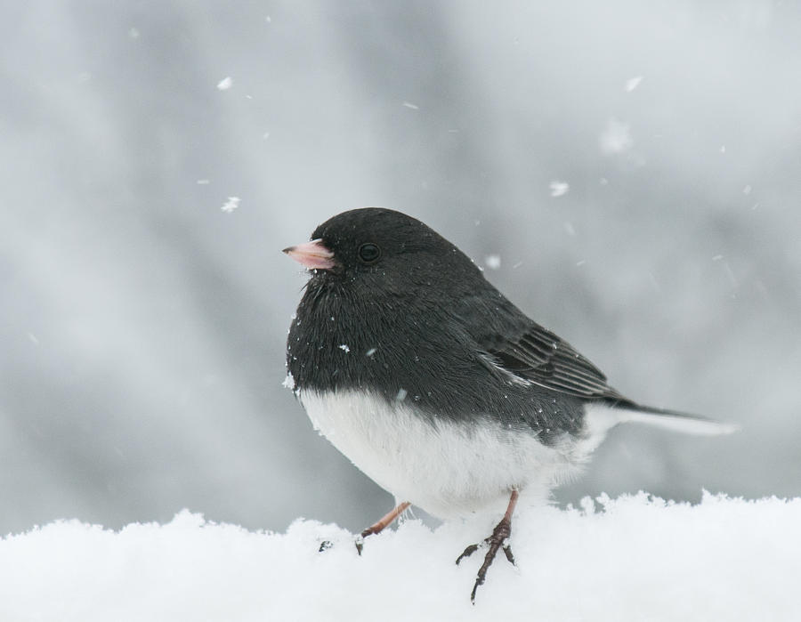 Snow Bird Photograph by Lara Ellis