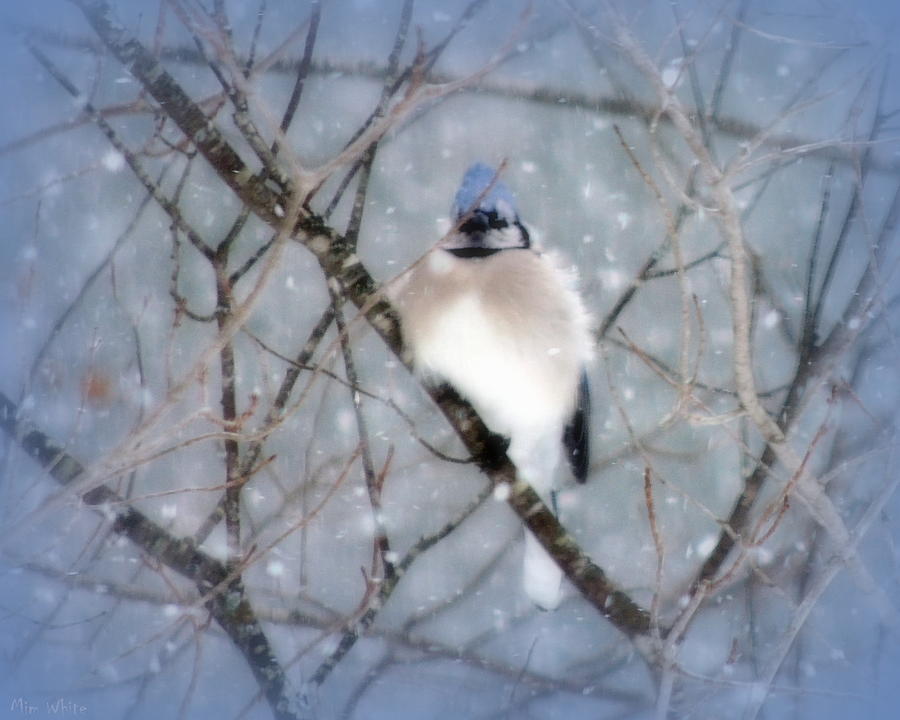 Snow Bird Photograph by Mim White