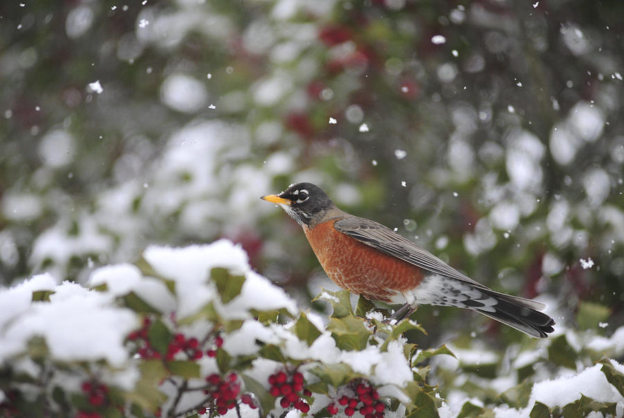 Snow Bird Photograph by Terry DeLuco