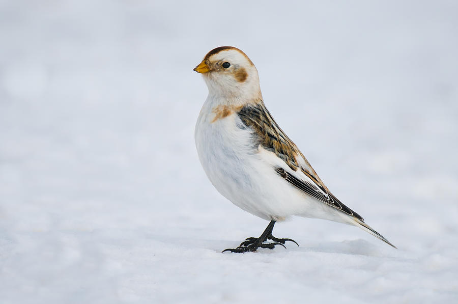 Snow Bird Photograph by Willie McHale - Fine Art America