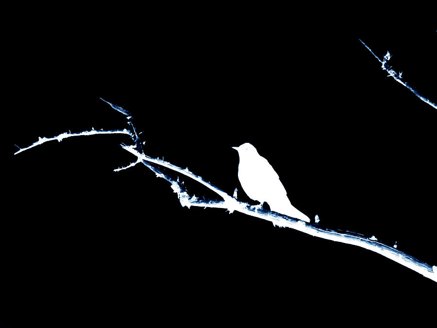 Snow Bird Photograph by Zinvolle Art