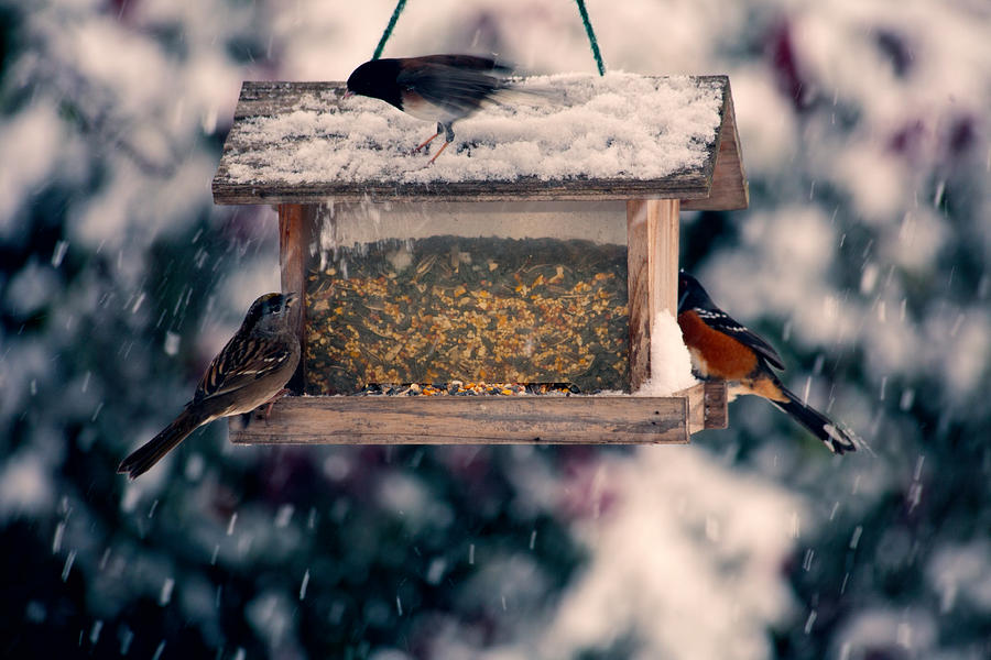 Snow Birds Photograph by Bonnie Bruno