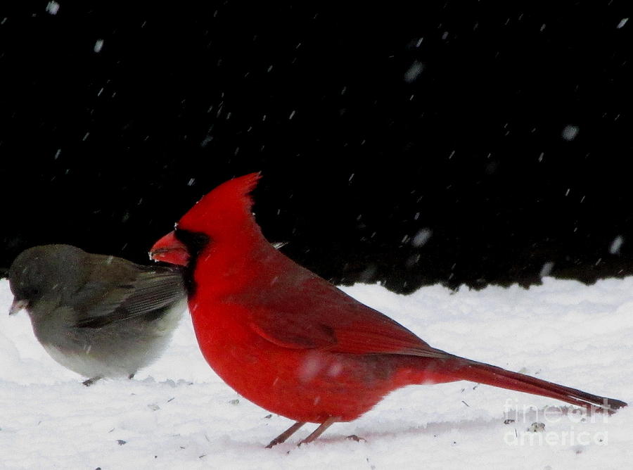 Snow Birds Photograph by Joshua Bales
