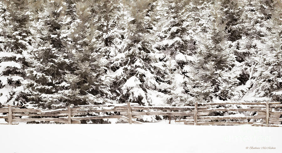 Snow Blanket Photograph by Barbara McMahon