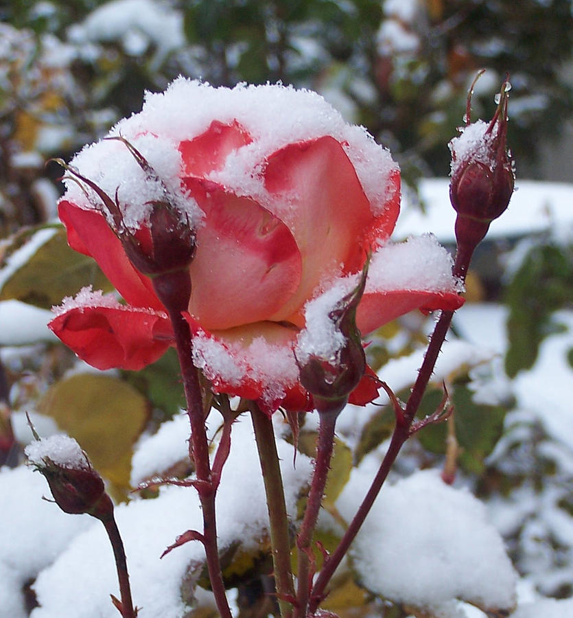 Snow Blooms Photograph by Claudia Goodell