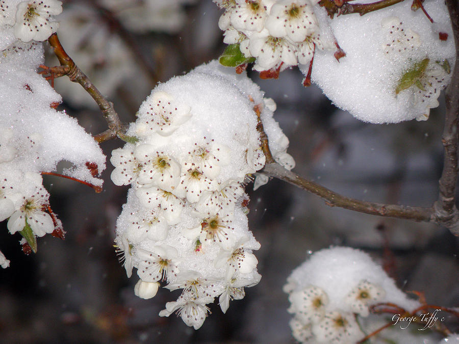 Snow blossoms Photograph by George Tuffy