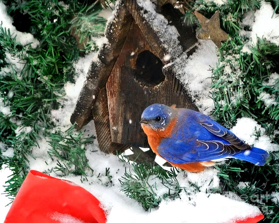 Snow Bluebird Christmas Card Photograph by Nava Thompson