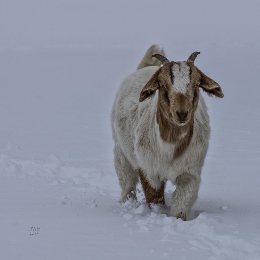 Snow Boer by David W Schafer Snow Boer by David W Schafer