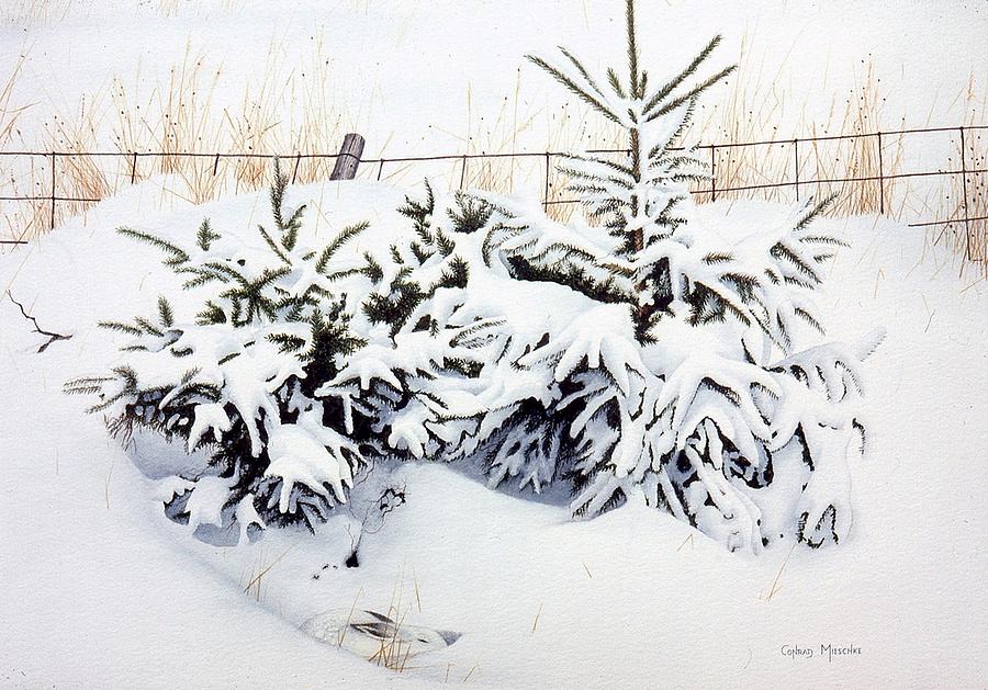 Snow-bound Snowshoe Hare Painting by Conrad Mieschke