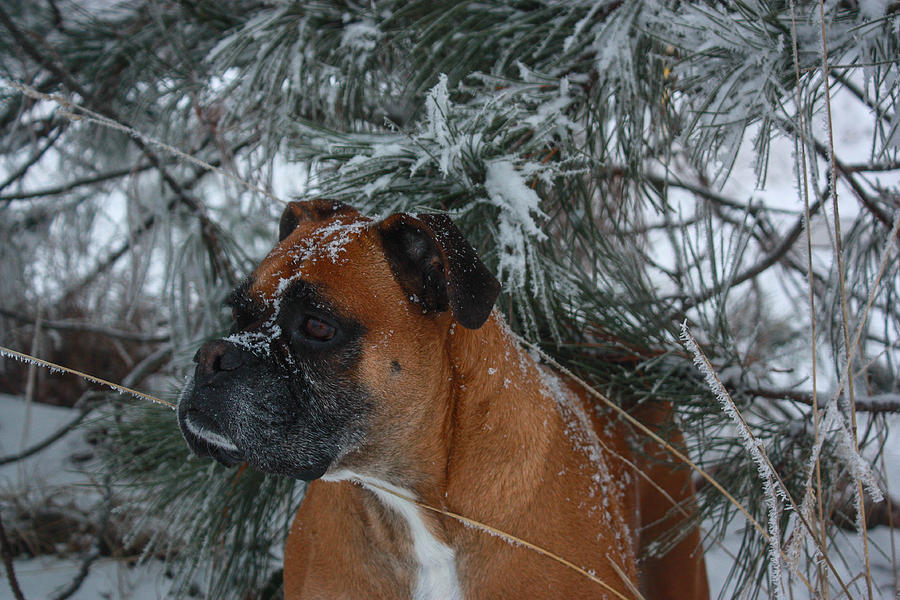 Snow Boxer Photograph by Jacki Smoldon